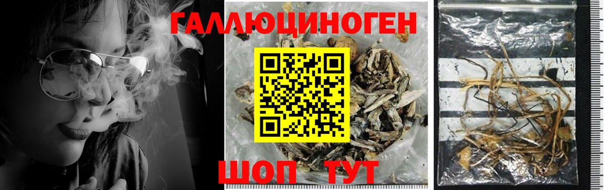 Старая Купавна  Галлюциногенные грибы Psilocybe  Вход с VPN 